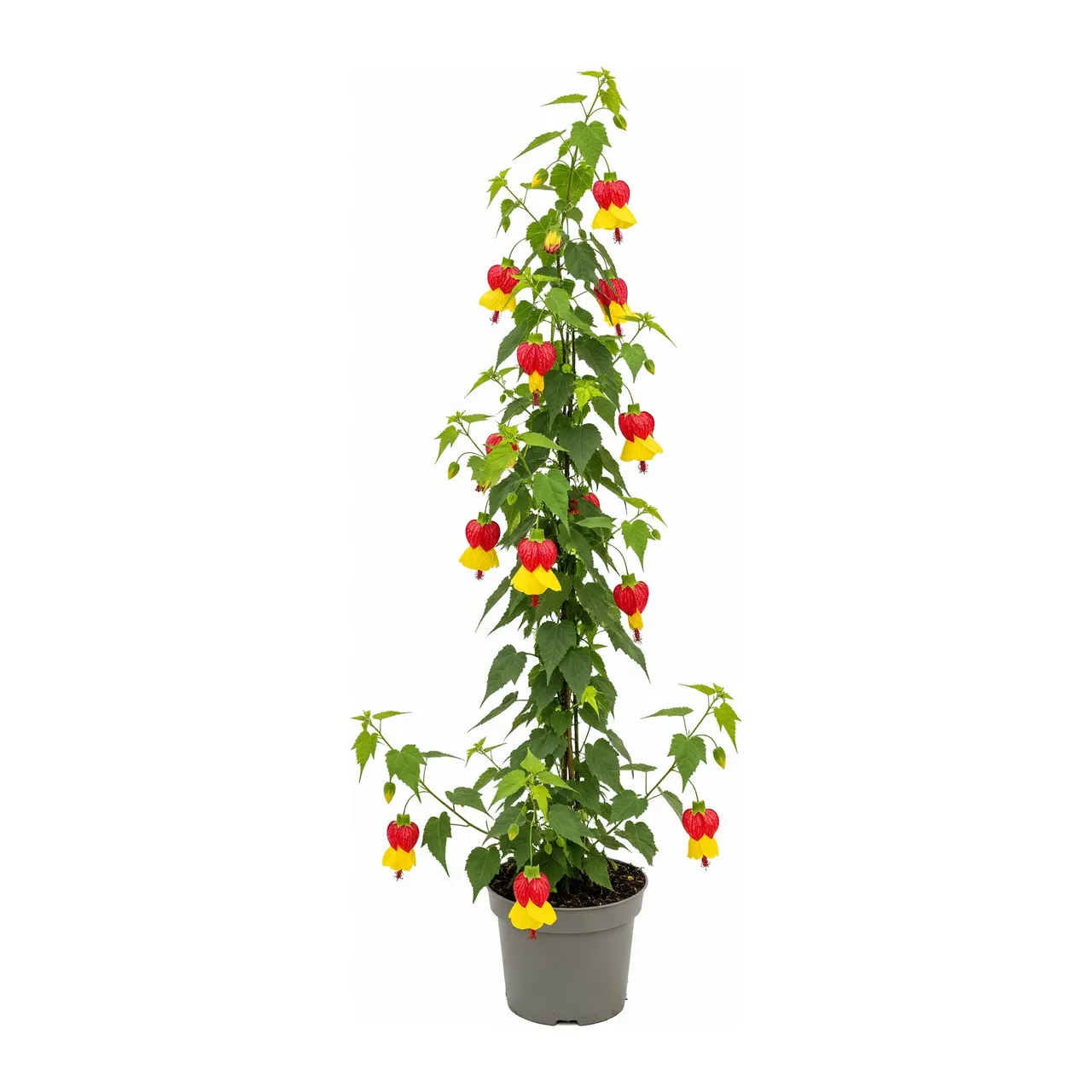 Muda de Abutilon em saco de viveiro, fundo branco