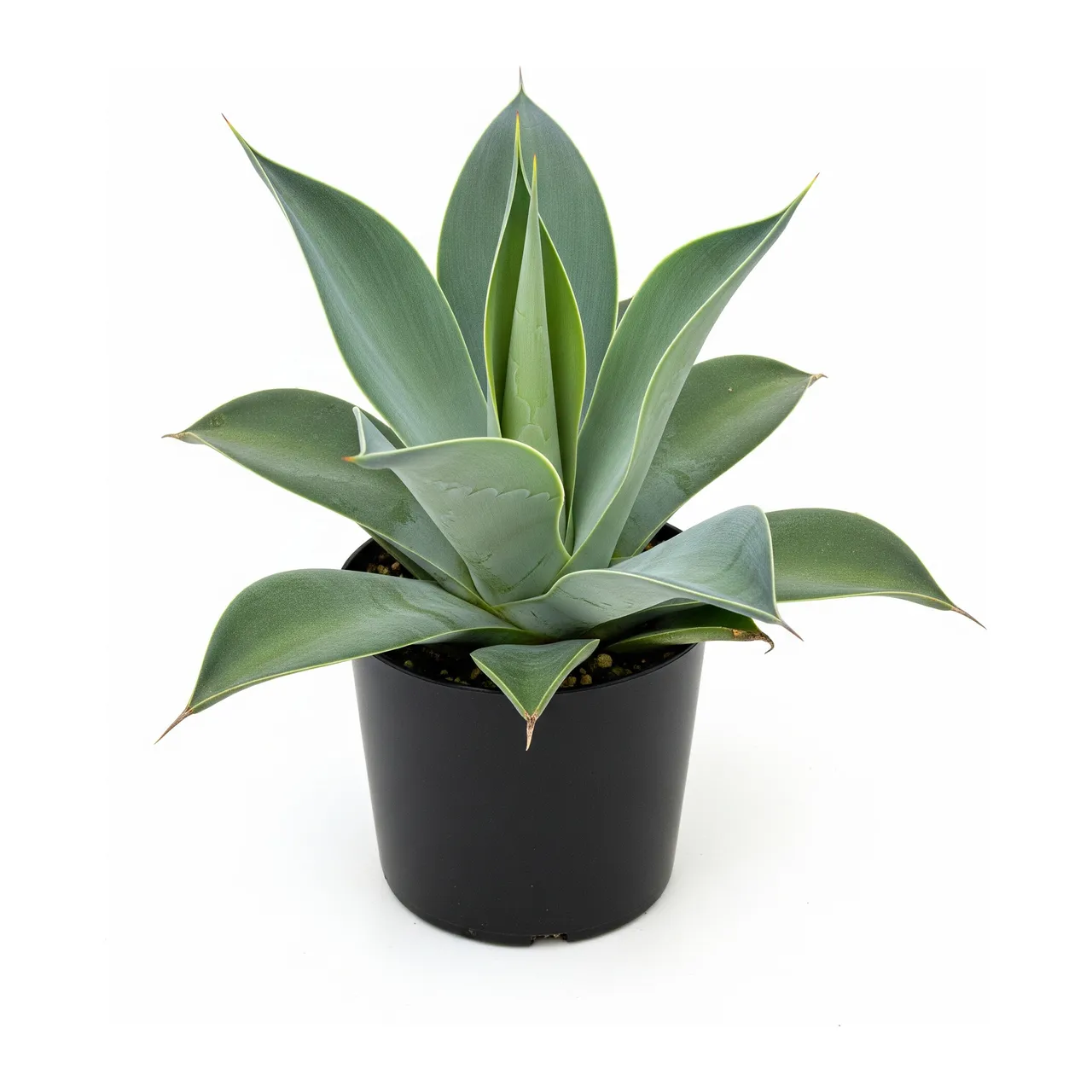 Muda de Agave Dragão em saco de viveiro, fundo branco