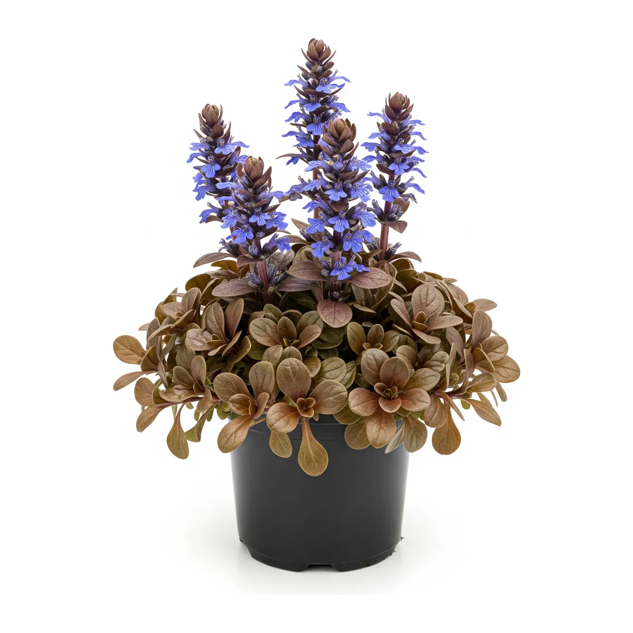 Muda de Ajuga em saco de viveiro, fundo branco