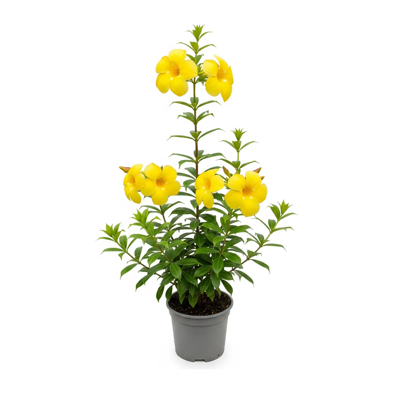 Muda de Alamanda Amarela em saco de viveiro, fundo branco