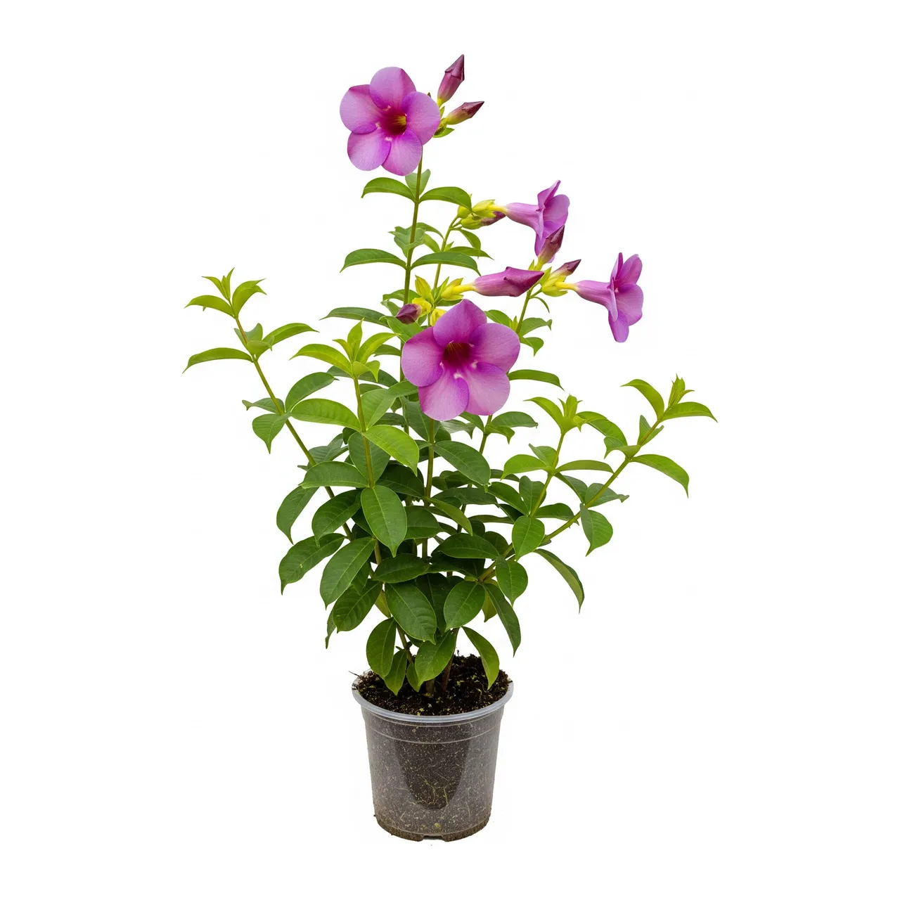 Muda de Alamanda Roxa em saco de viveiro, fundo branco