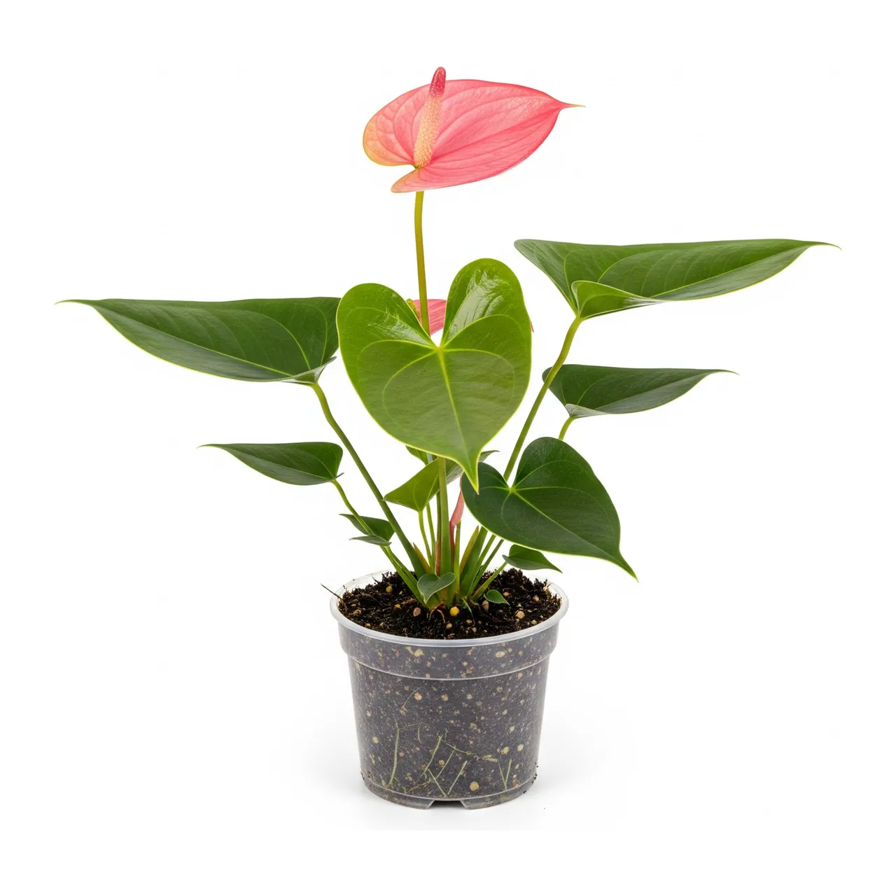 Muda de Antúrio Rosa em saco de viveiro, fundo branco