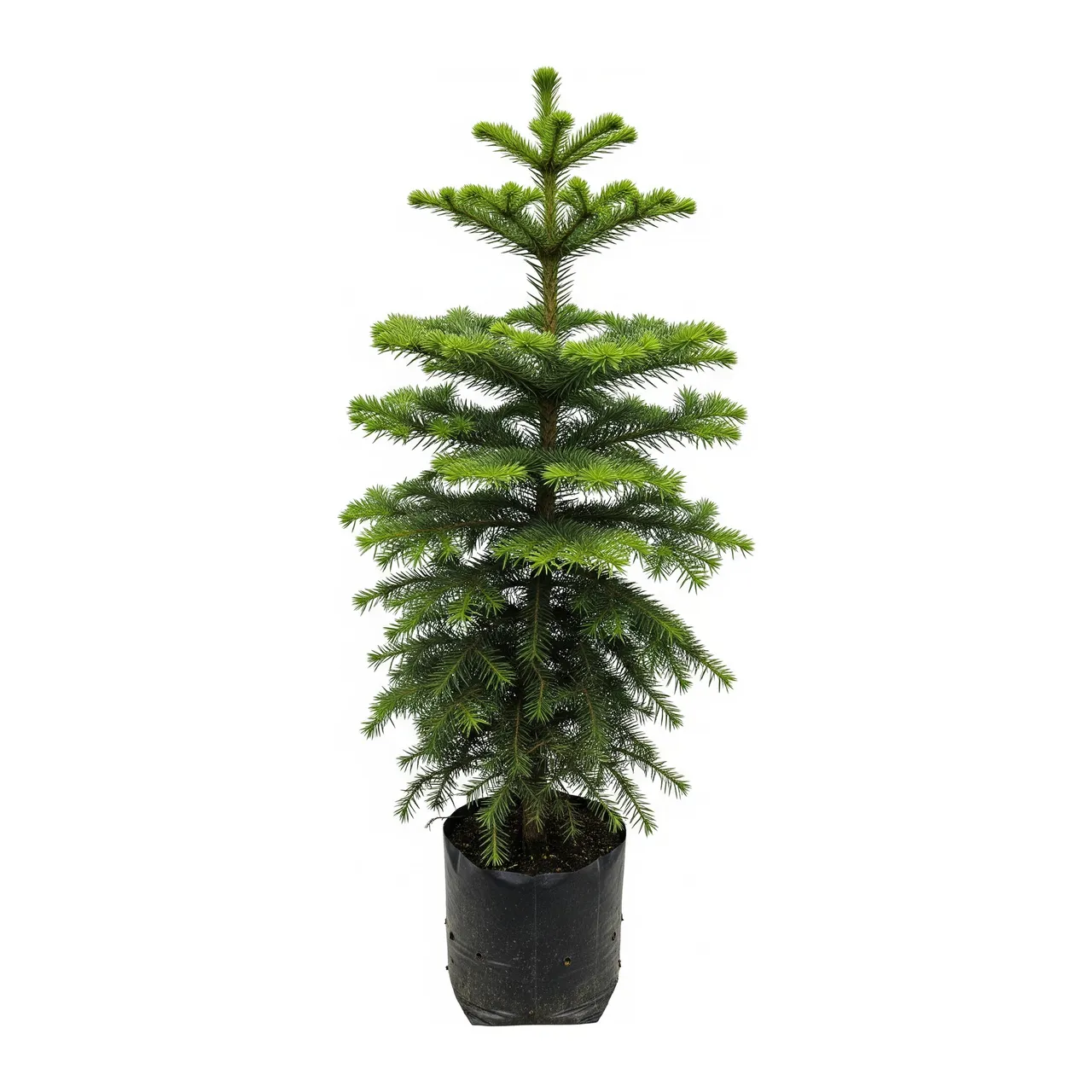 Muda de Araucária (Araucaria angustifolia)