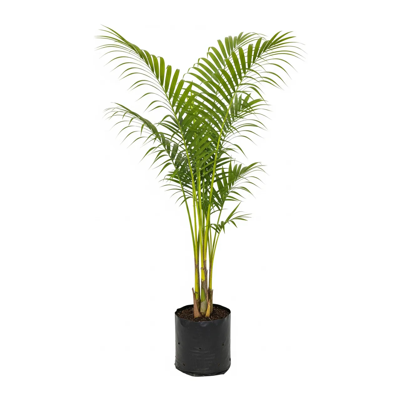 Muda de Areca Bambu em saco de viveiro, fundo branco