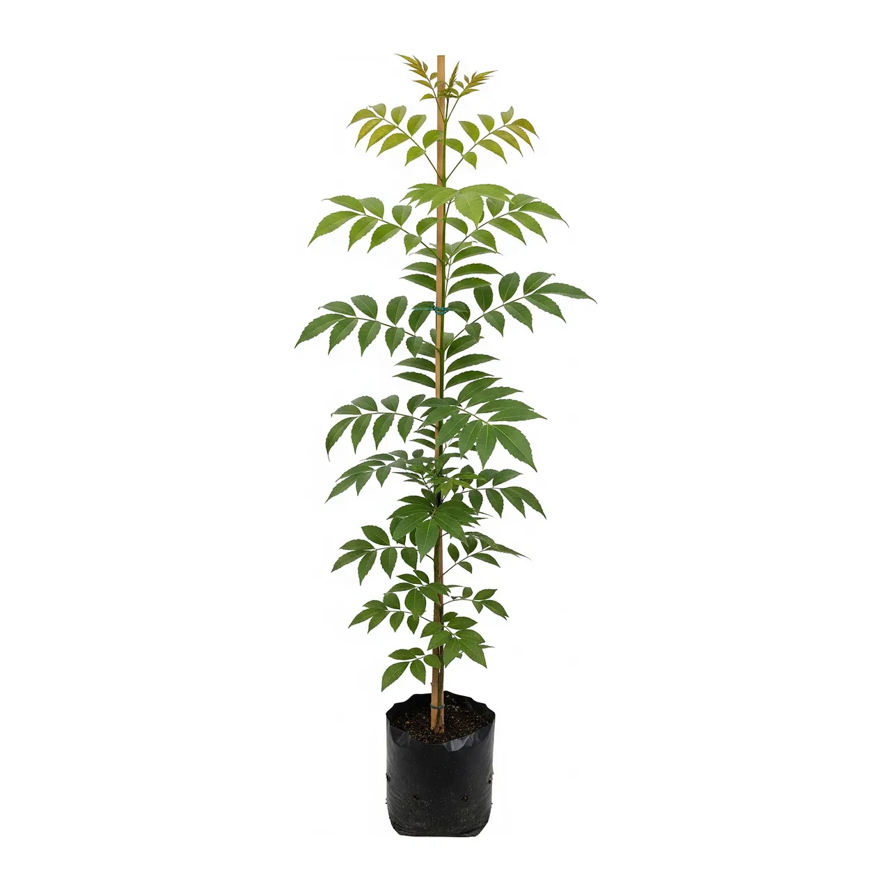 Muda de Verbena Muda de Aroeira Pimenteira (Schinus terebinthifolia)