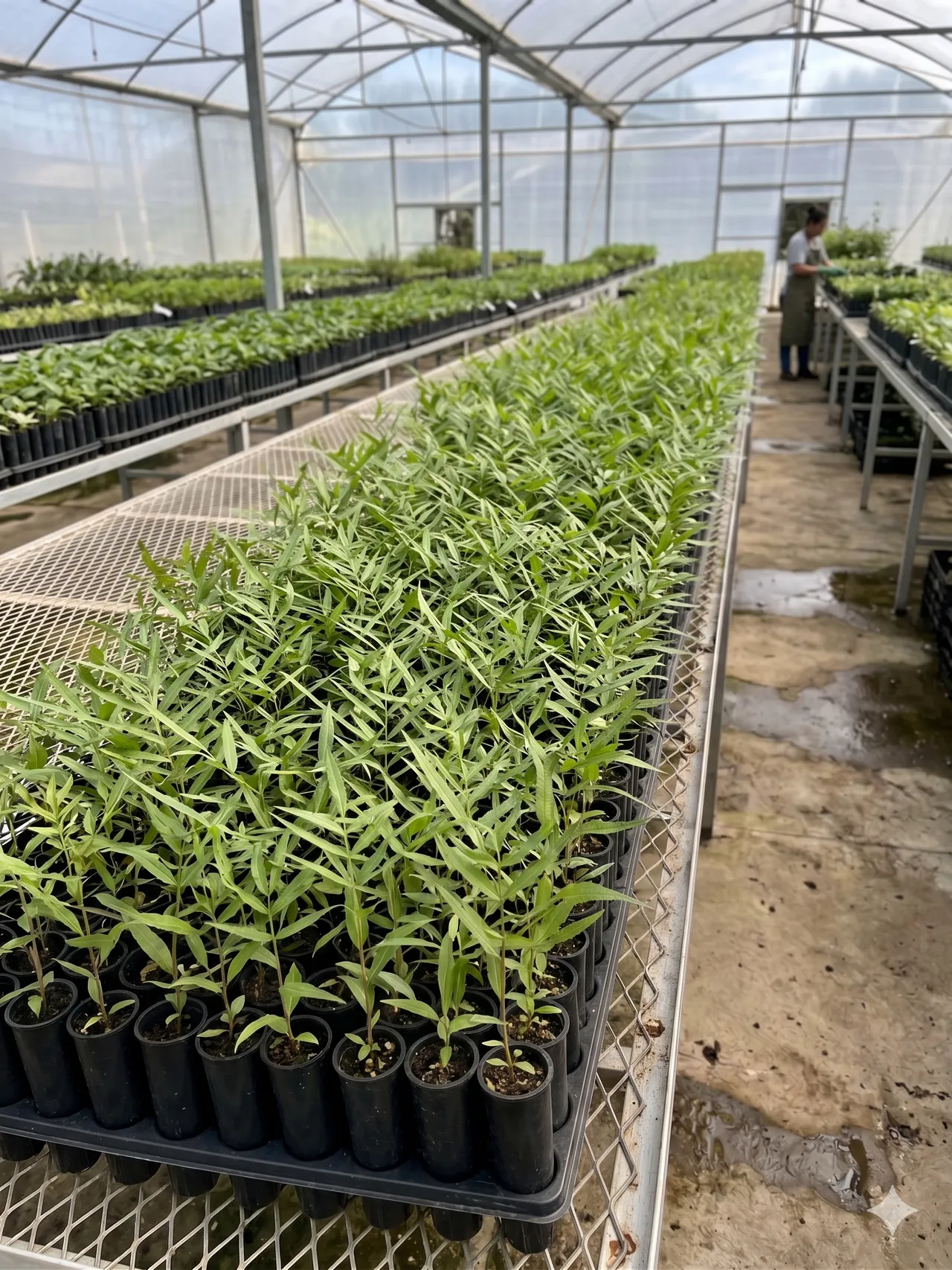 aroeira salsa tubete 20 cm