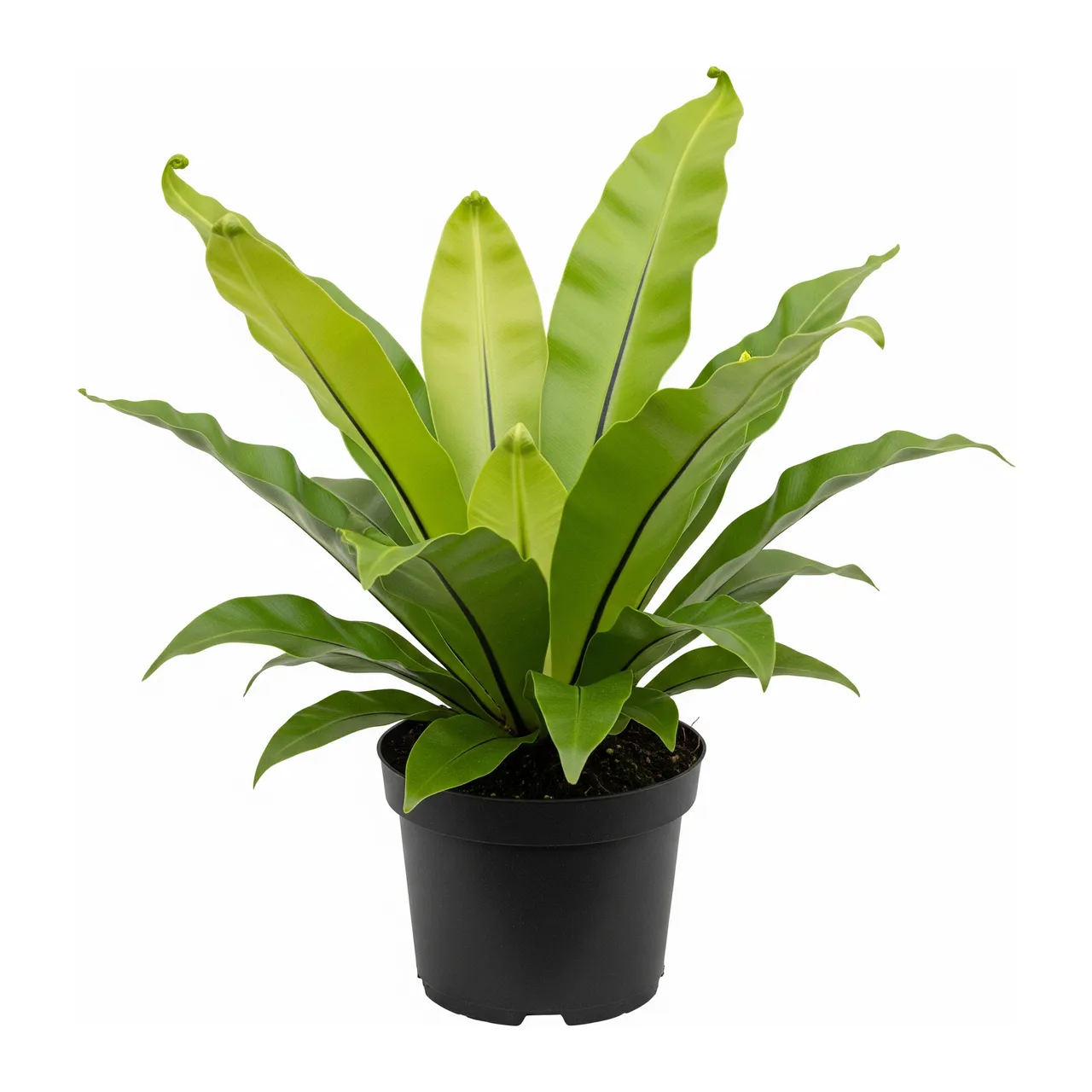 Muda de Asplênio (Asplenium nidus)