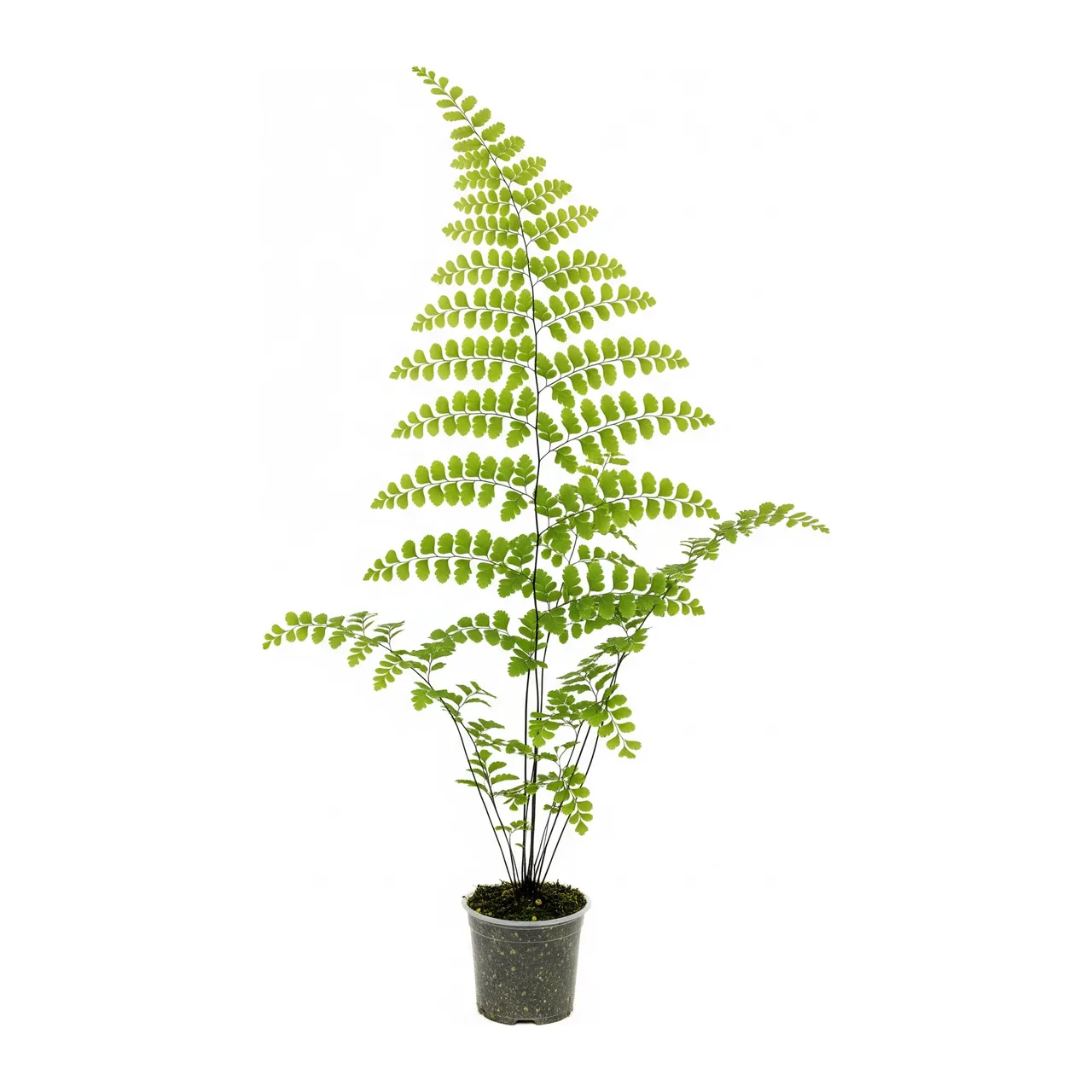 Muda de Avenca (Adiantum raddianum)