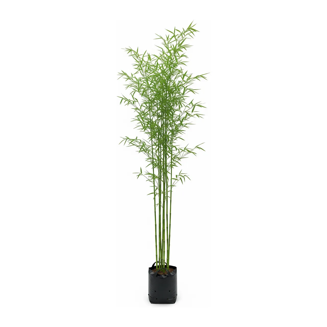 Muda de Bambu Mossô (Phyllostachys pubescens)