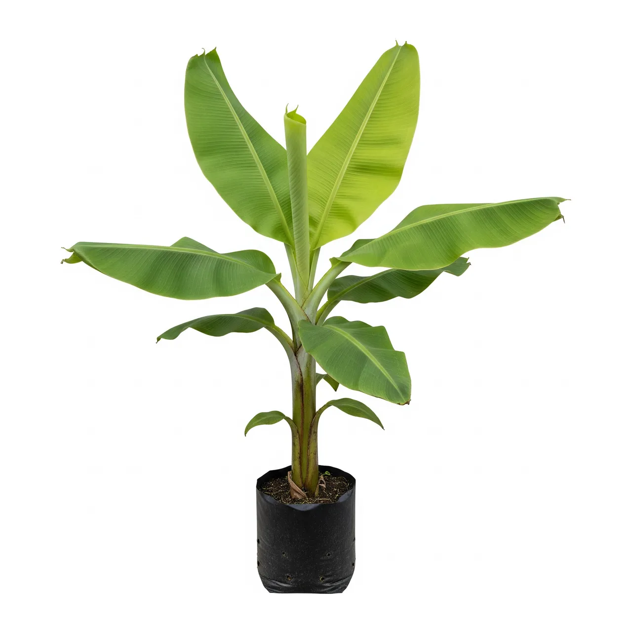 Muda de Banana em saco de viveiro, fundo branco