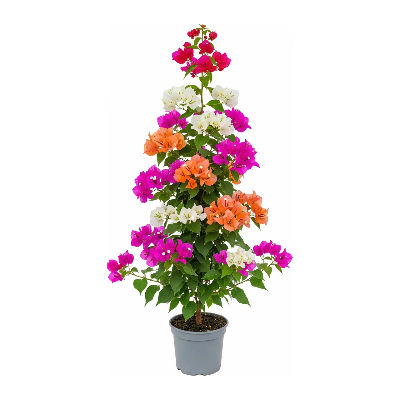 Muda de Bougainvillea em saco de viveiro, fundo branco