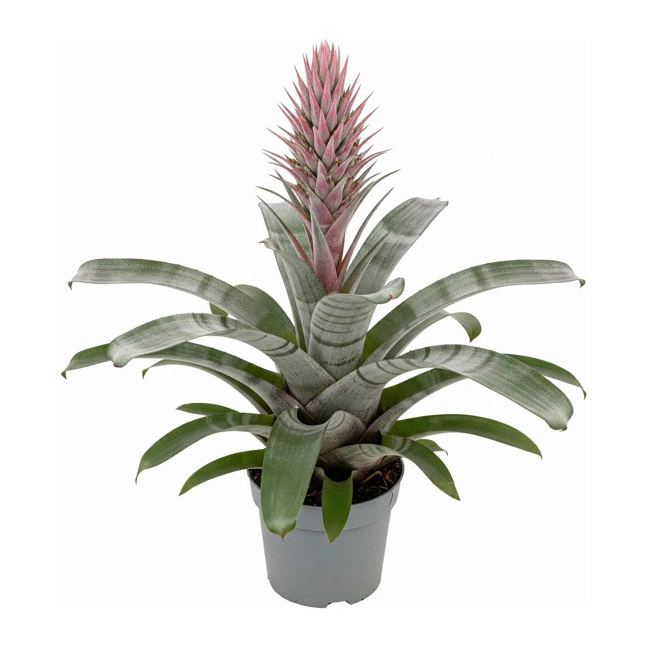Muda de Bromélia Aechmea (Aechmea fasciata)