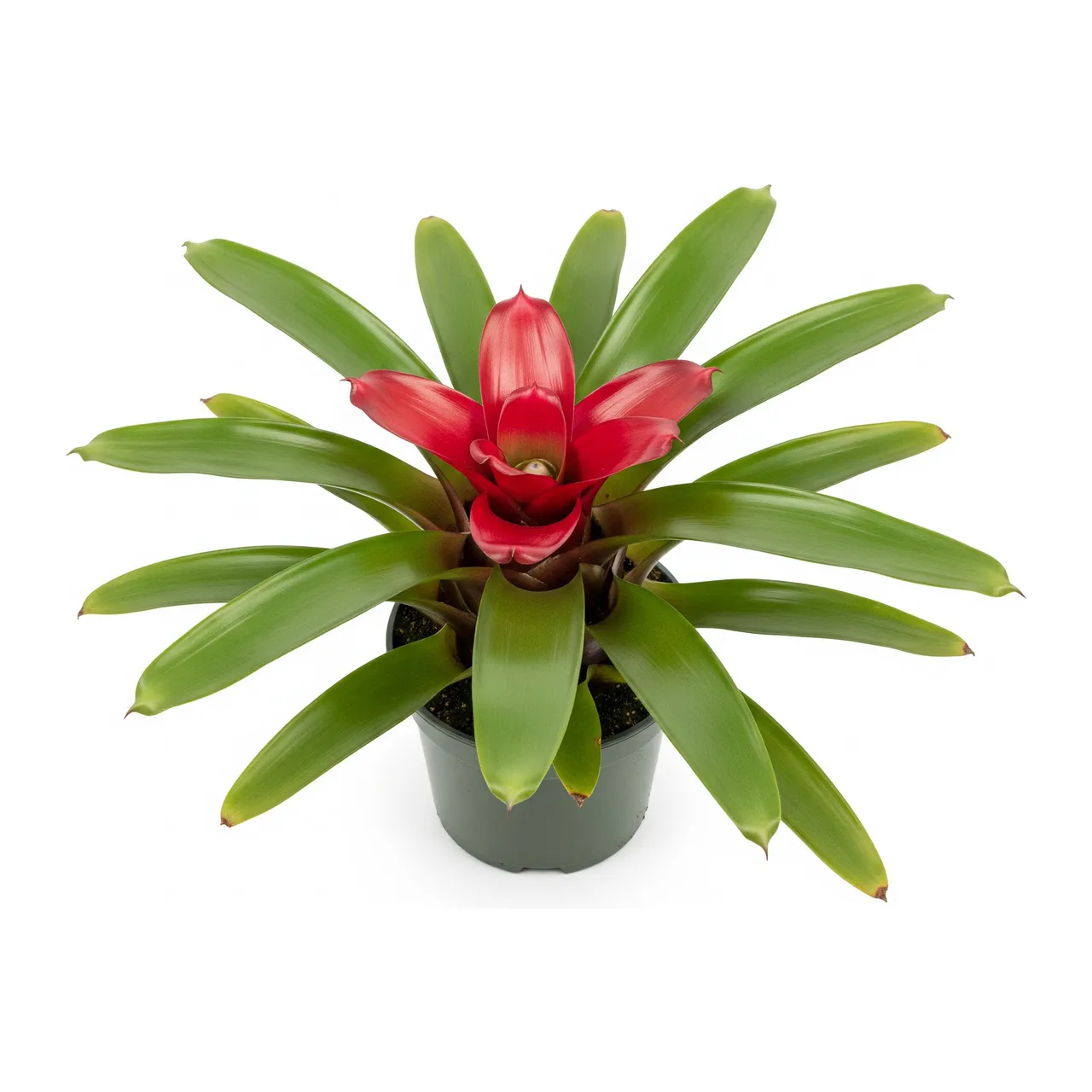 Muda de Bromélia Neoregélia (Neoregelia carolinae)