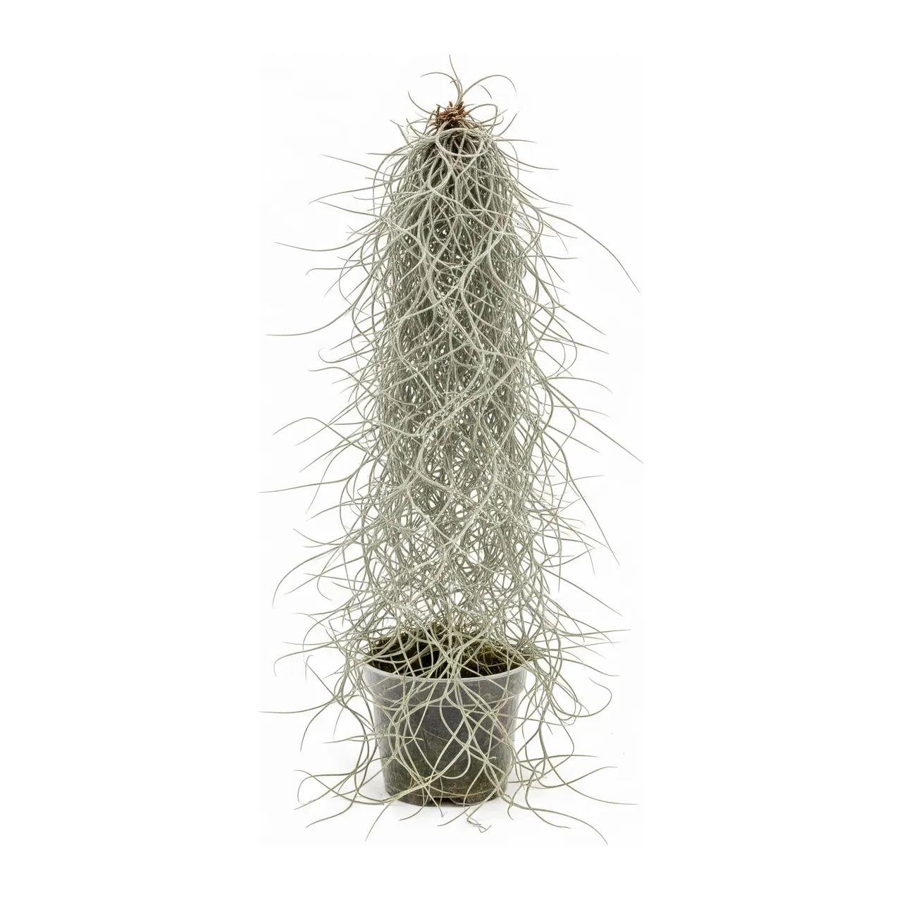Muda de Bromélia Tillandsia (Tillandsia usneoides)