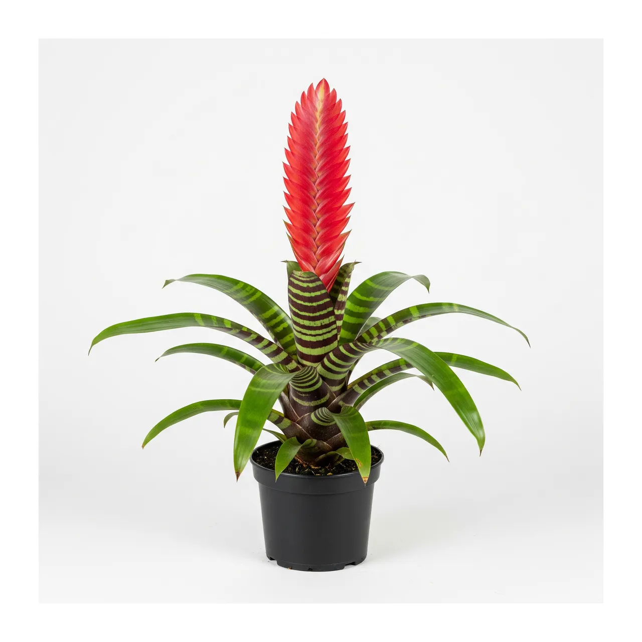 Muda de Bromélia Vriésia (Vriesea splendens)