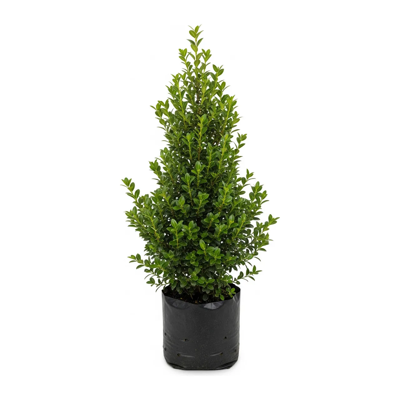Muda de Buxinho (Buxus sempervirens)