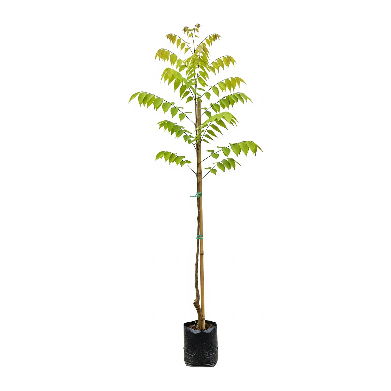Muda de Carambola em saco de viveiro, fundo branco