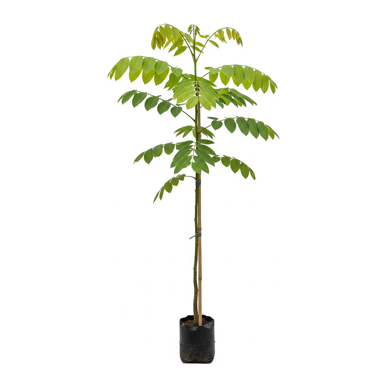 Muda de Verbena Muda de Cássia Imperial (Cassia fistula)
