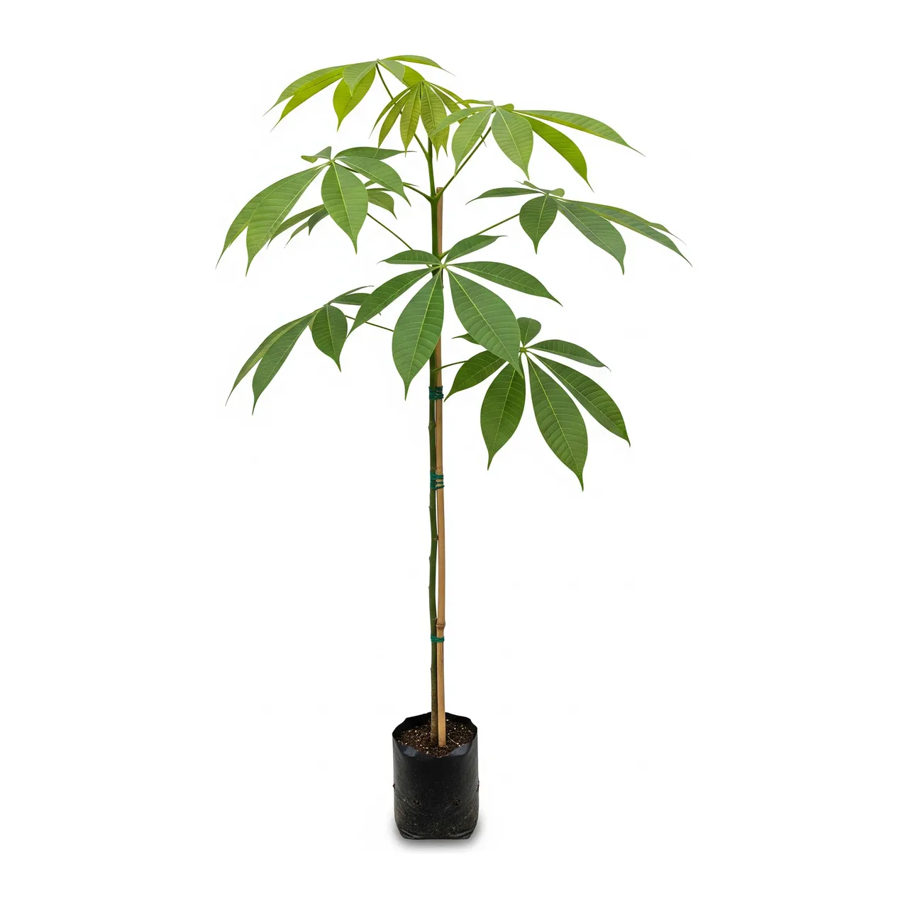 Muda de Verbena Muda de Castanheira do Maranhão (Pachira aquatica)