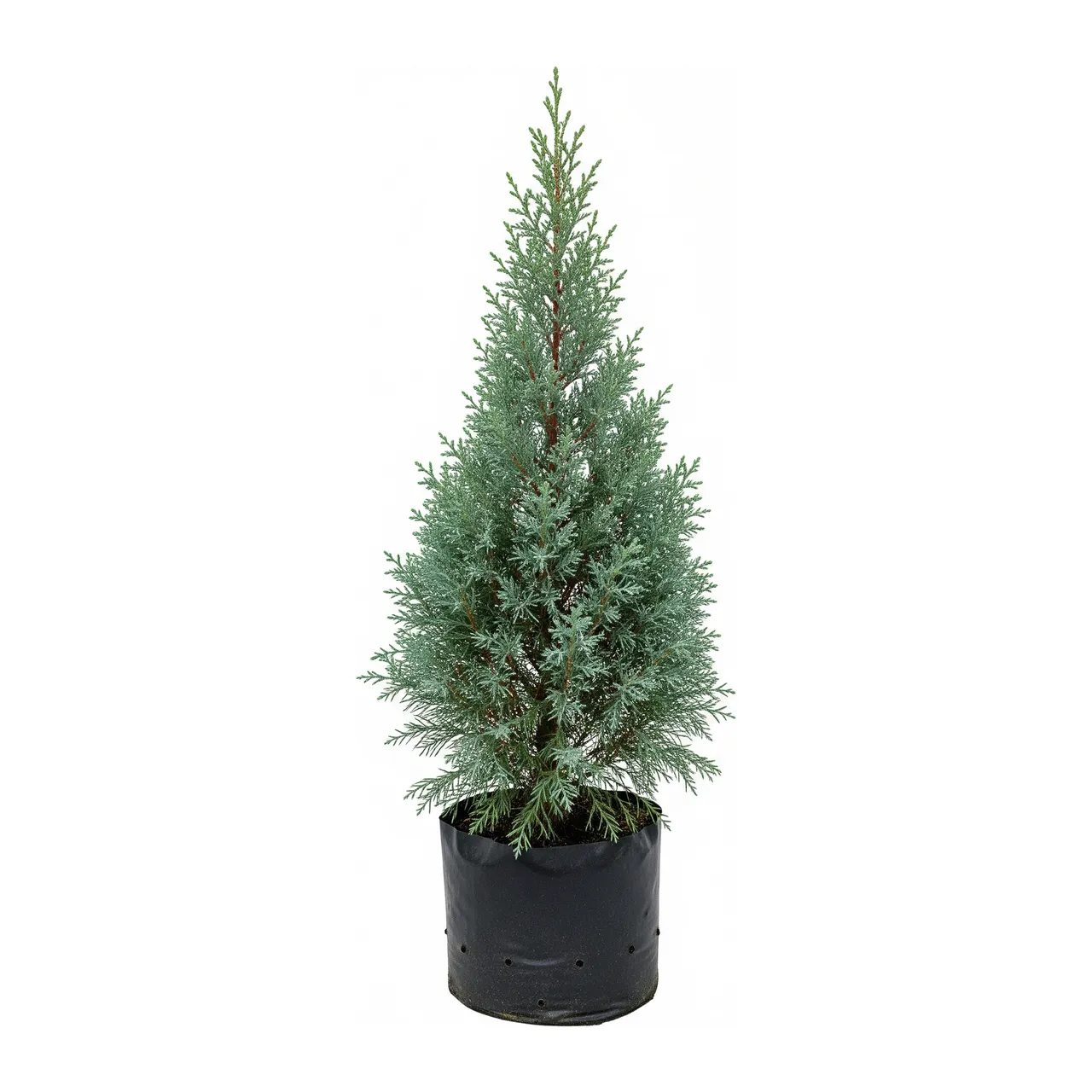 Muda de Cedrinho (Cupressus lusitanica)