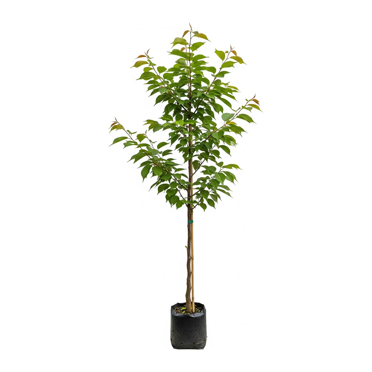 Muda de Cerejeira Japonesa (Prunus serrulata)