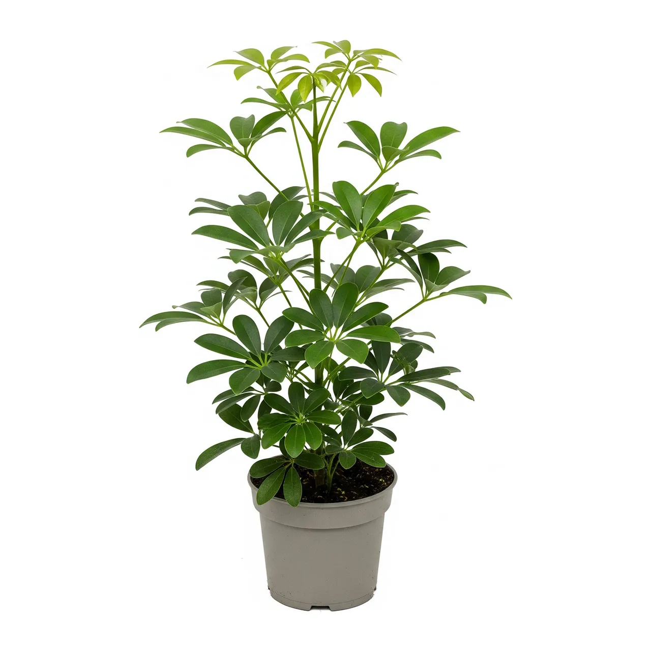 Muda de Cheflera (Schefflera arboricola)