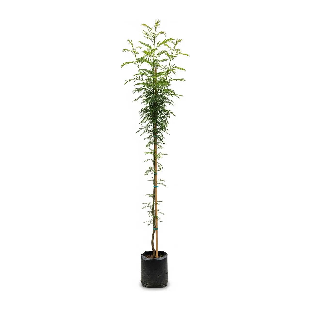Muda de Verbena Muda de Chuva de Ouro (Cassia ferruginea)