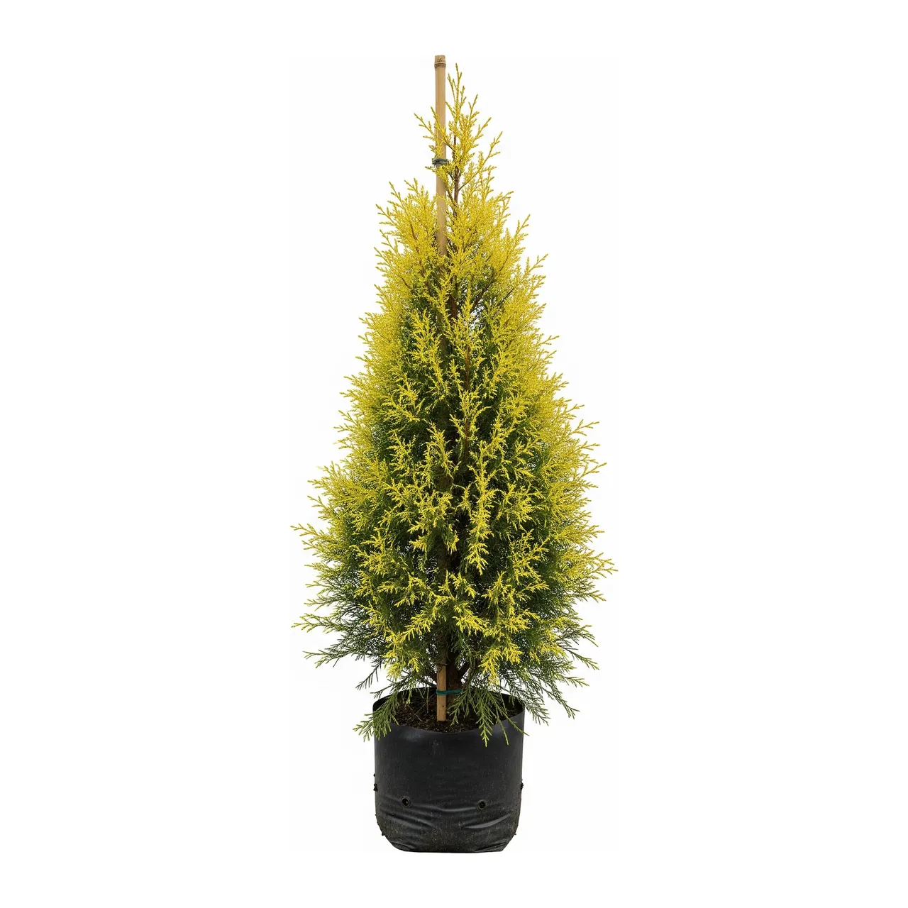 Muda de Cipreste Dourado (Cupressus macrocarpa)