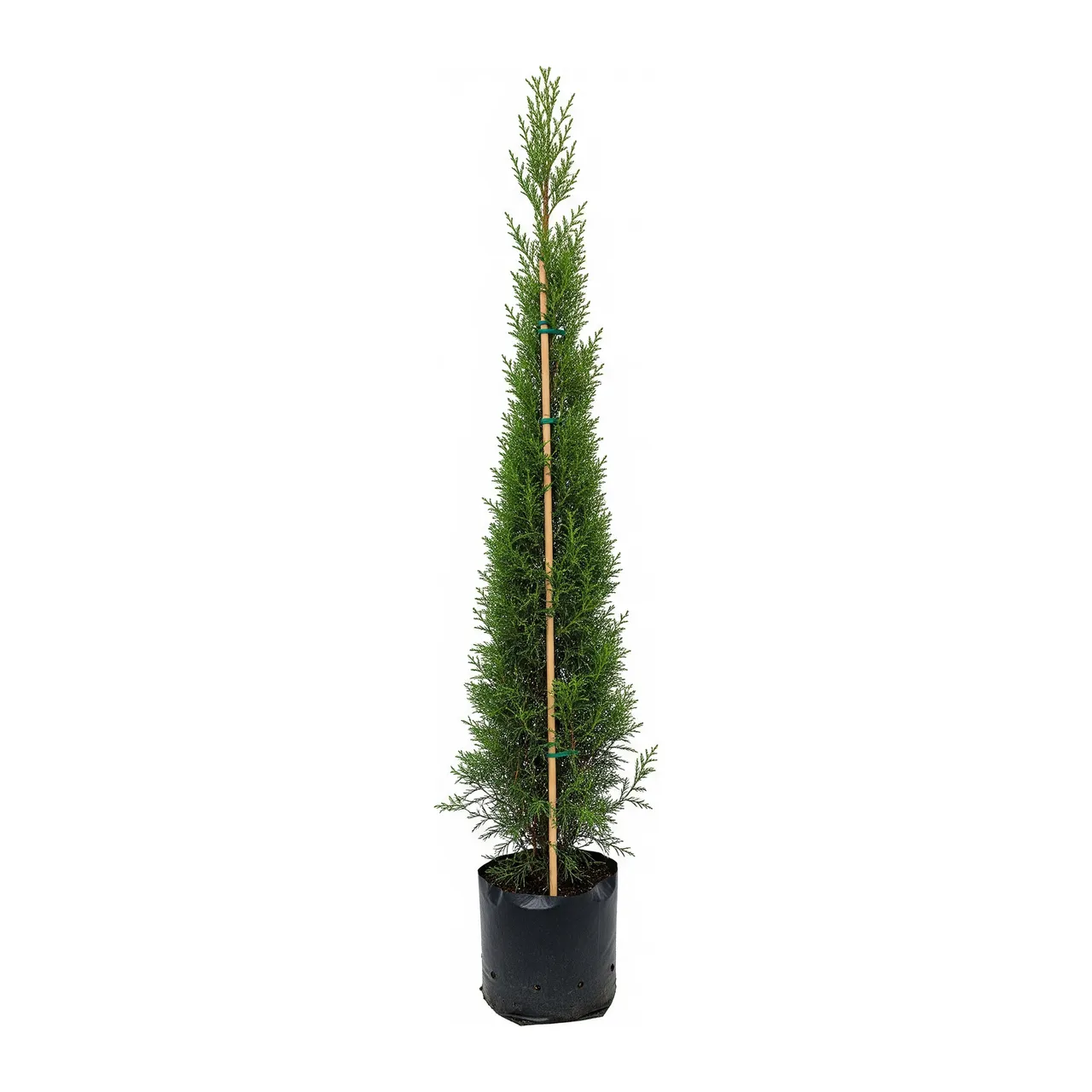 Muda de Cipreste Italiano (Cupressus sempervirens)