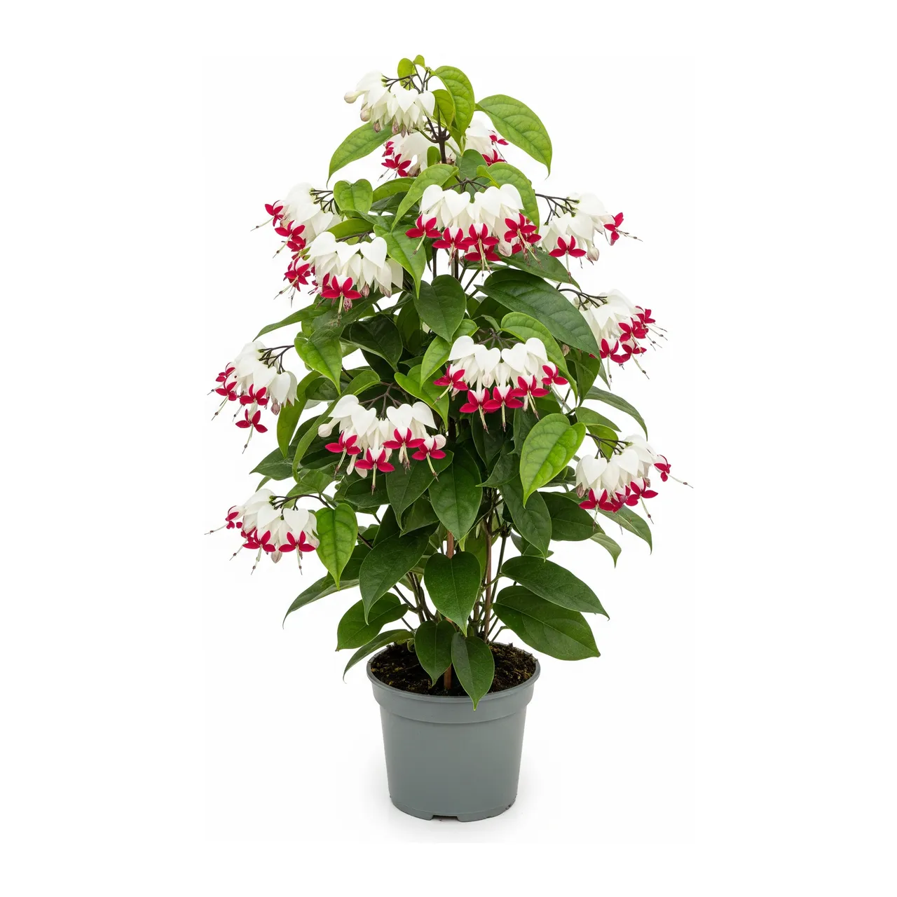 Muda de Clerodendro em saco de viveiro, fundo branco
