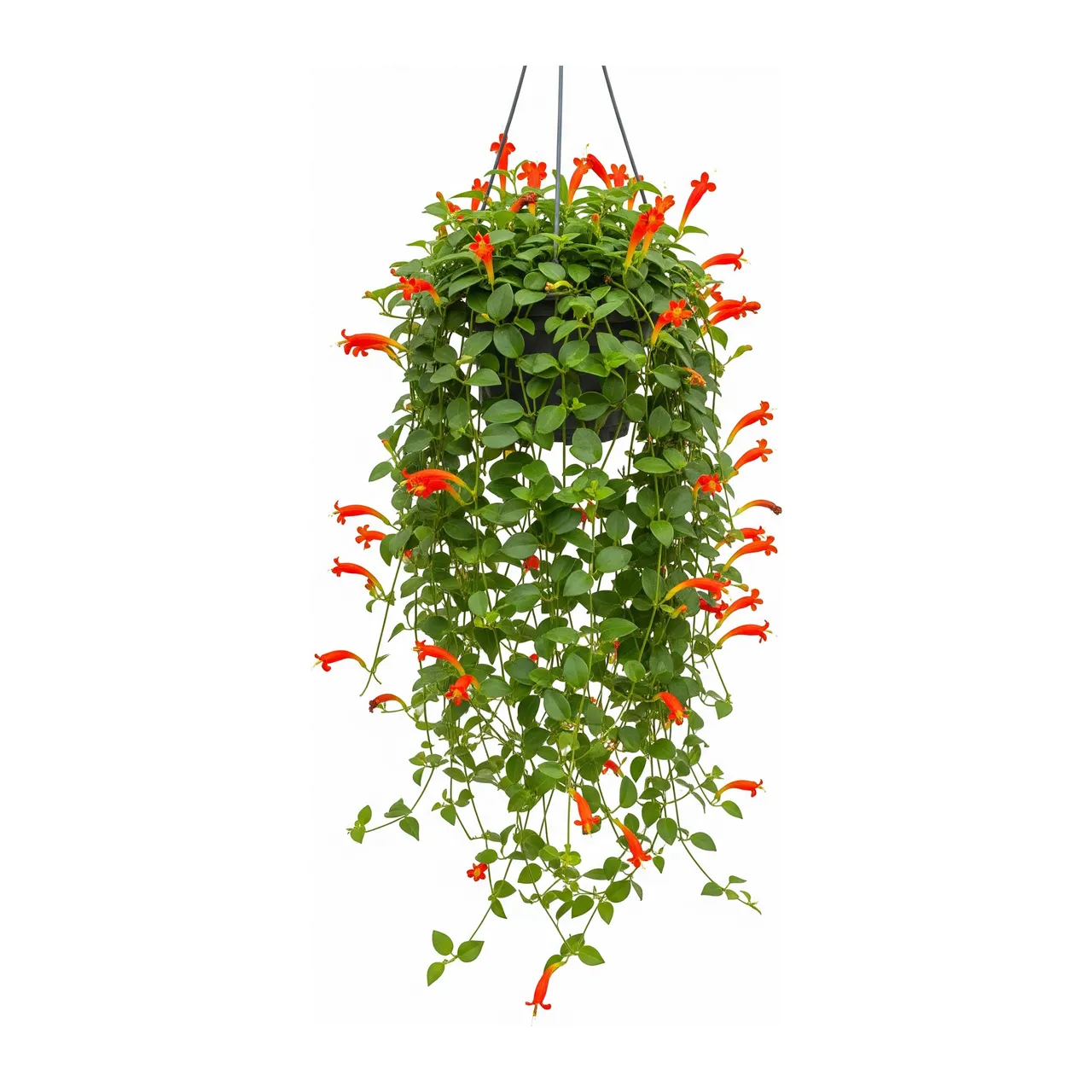 Muda de Columeia (Columnea gloriosa)