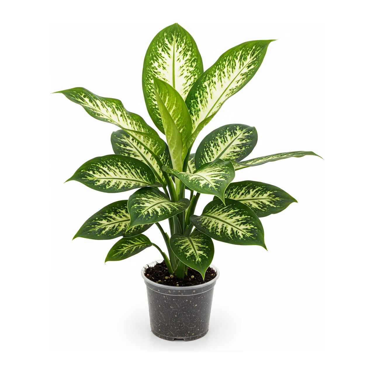 Muda de Comigo Ninguém Pode (Dieffenbachia seguine)