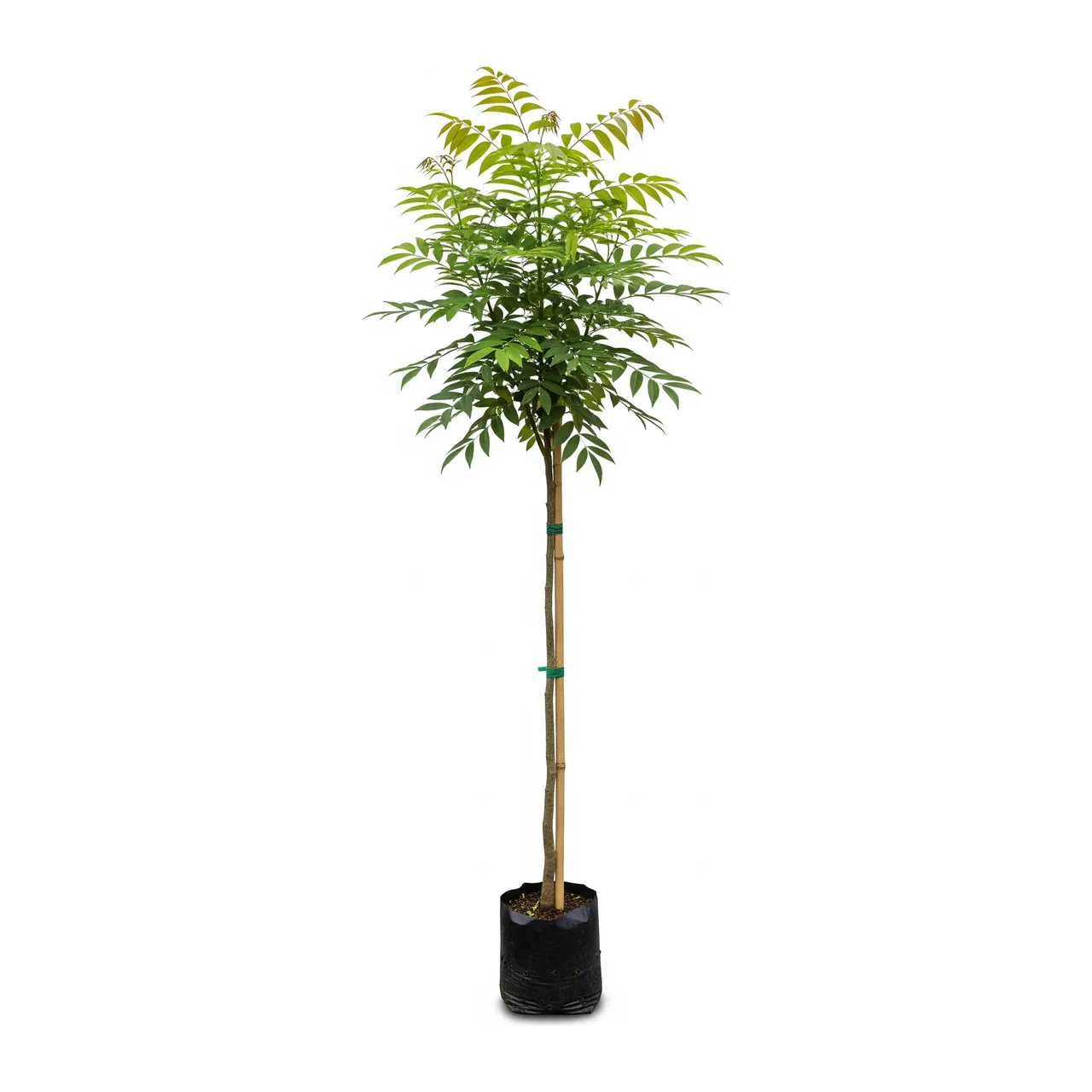 Muda de Verbena Muda de Copaíba (Copaifera langsdorffii)