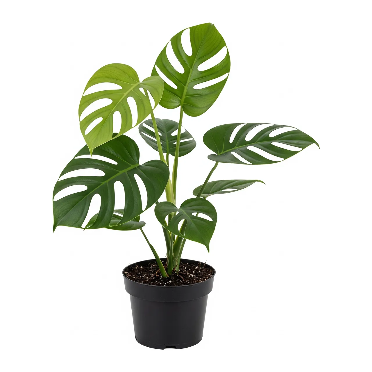 Muda de Costela de Adão (Monstera deliciosa)