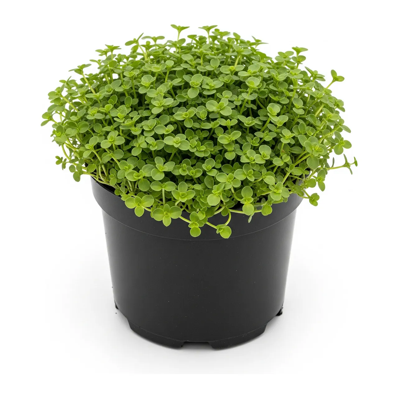 Muda de Dichondra em saco de viveiro, fundo branco