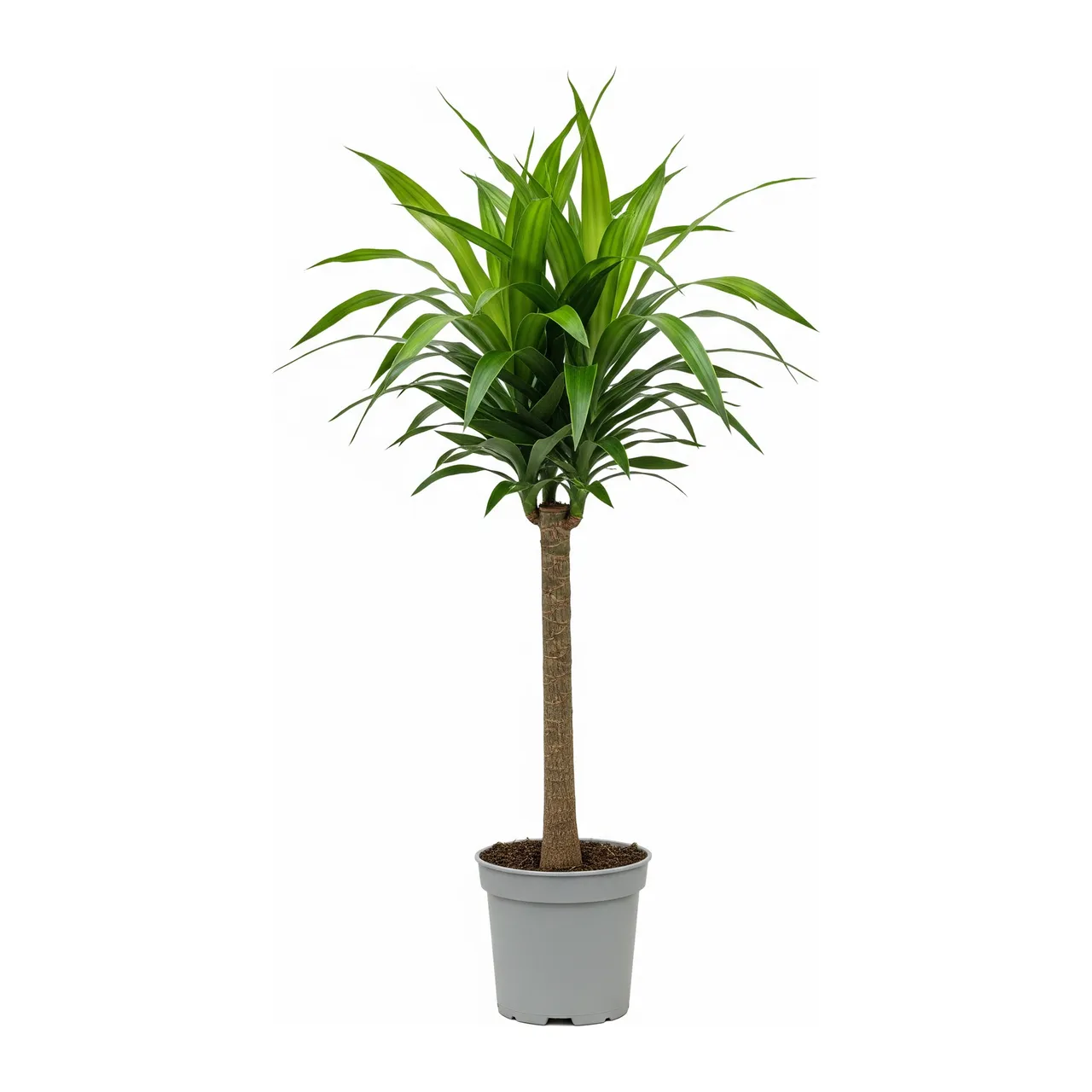 Muda de Dracena Arbórea (Dracaena arborea)