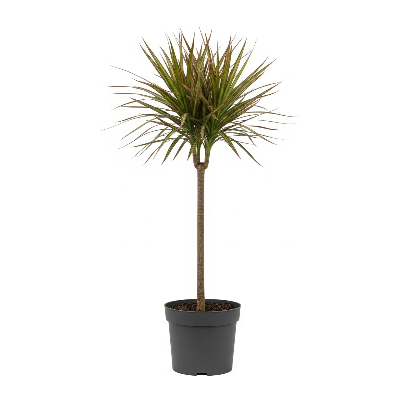 Muda de Dracena Tricolor (Dracaena marginata)
