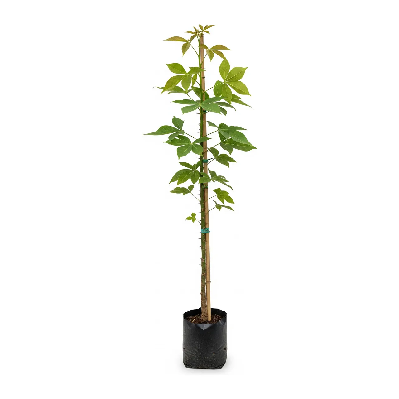 Muda de Eritrina Candelabro (Erythrina speciosa)