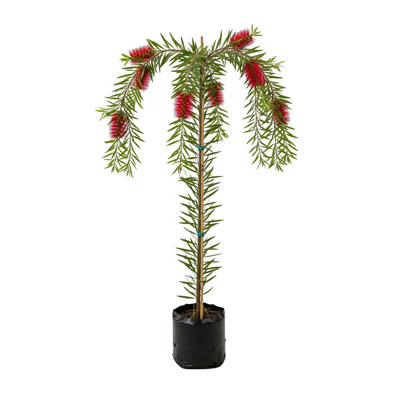 Muda de Verbena Muda de Escova de Garrafa (Callistemon viminalis)