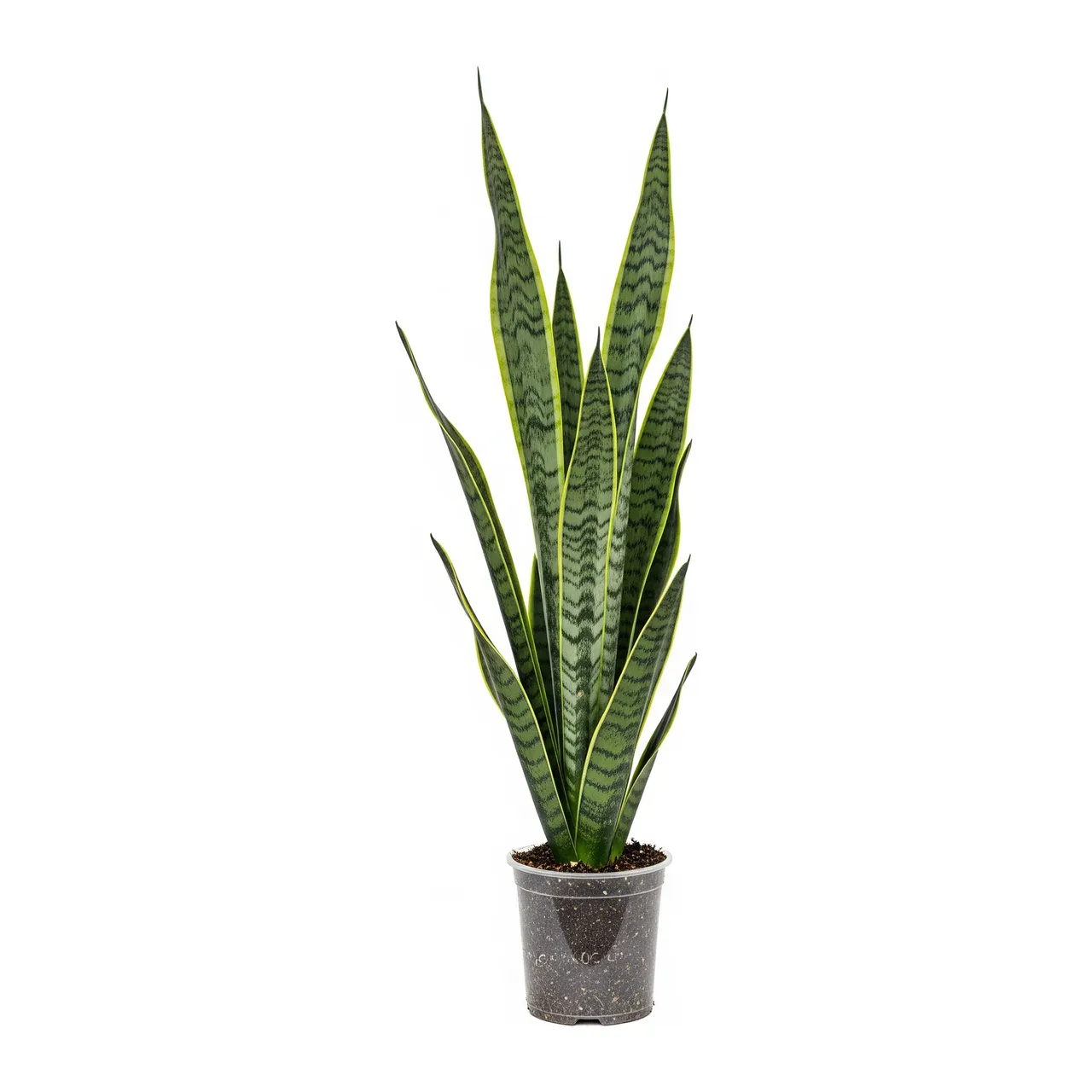 Muda de Espada de Santa Bárbara (Dracaena trifasciata)