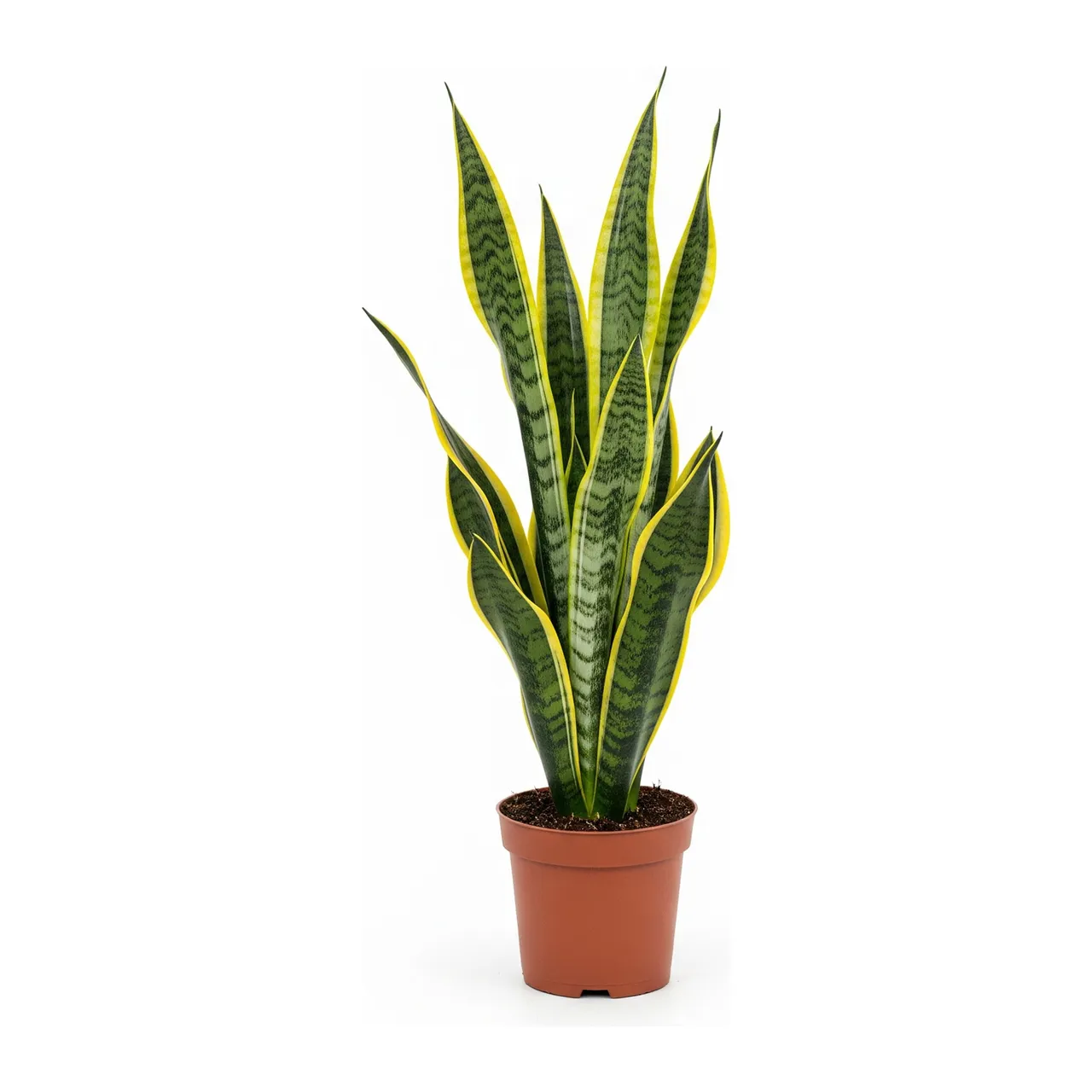 Muda de Espada de São Jorge (Dracaena trifasciata)
