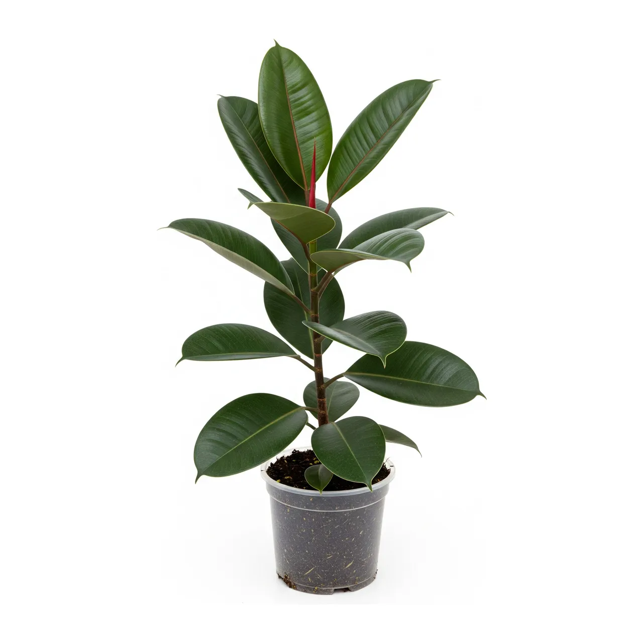 Muda de Ficus Elastica (Ficus elastica)