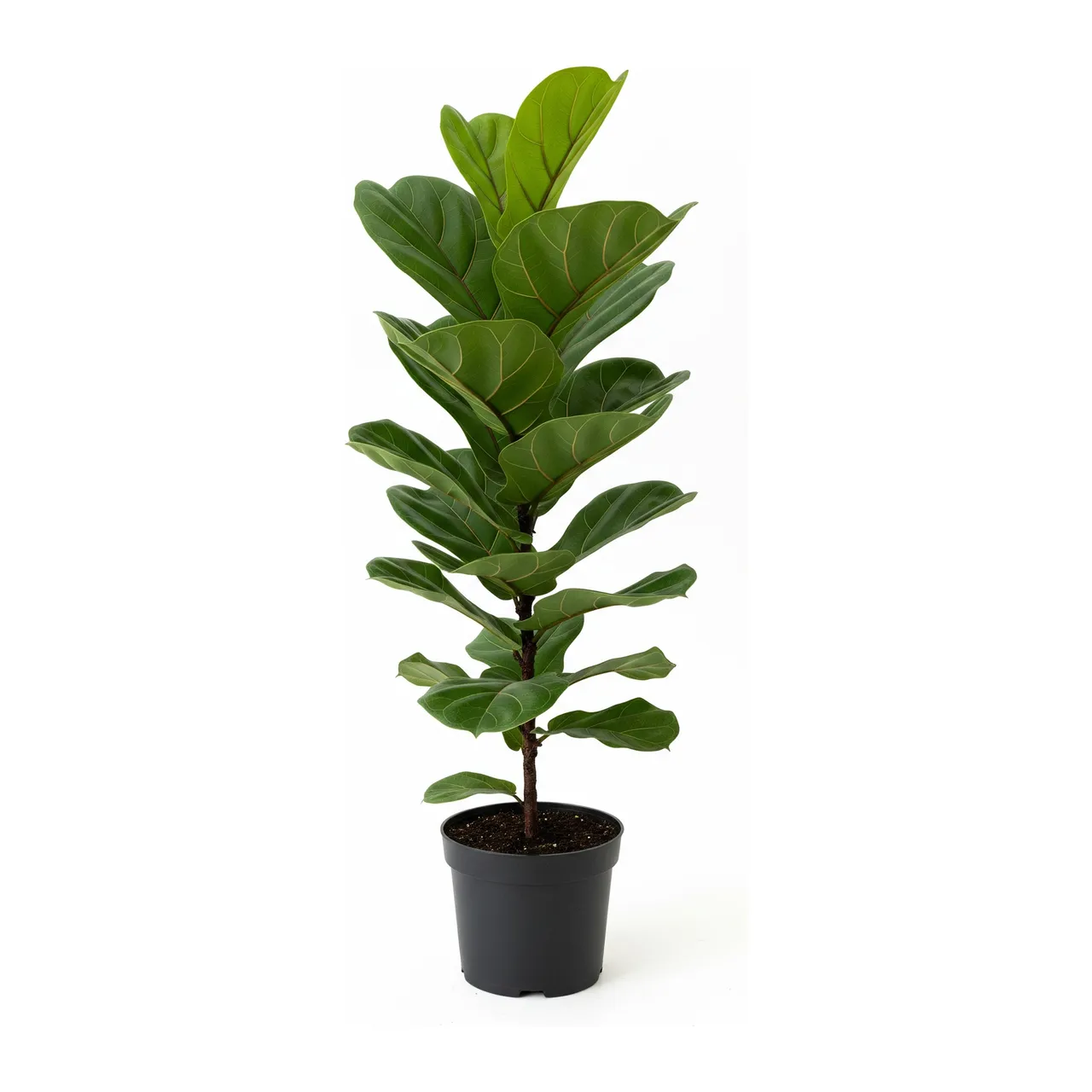 Muda de Ficus Lyrata (Ficus lyrata)