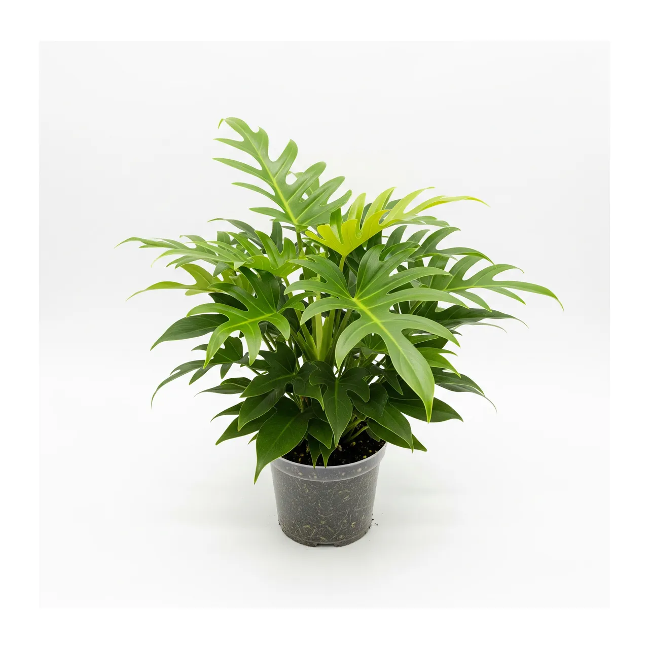 Muda de Filodendro Xanadu (Thaumatophyllum xanadu)