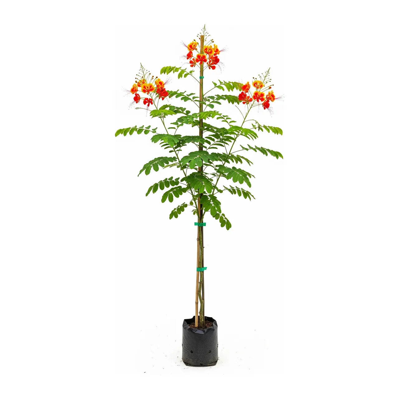 Muda de Flamboyant Mirim (Caesalpinia pulcherrima)