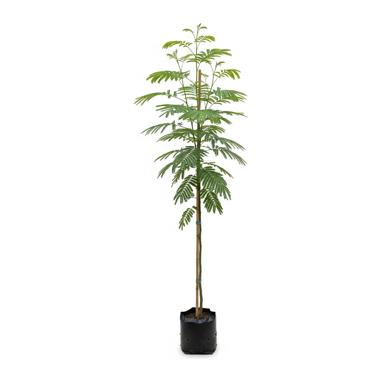 Muda de Verbena Muda de Flamboyant (Delonix regia)