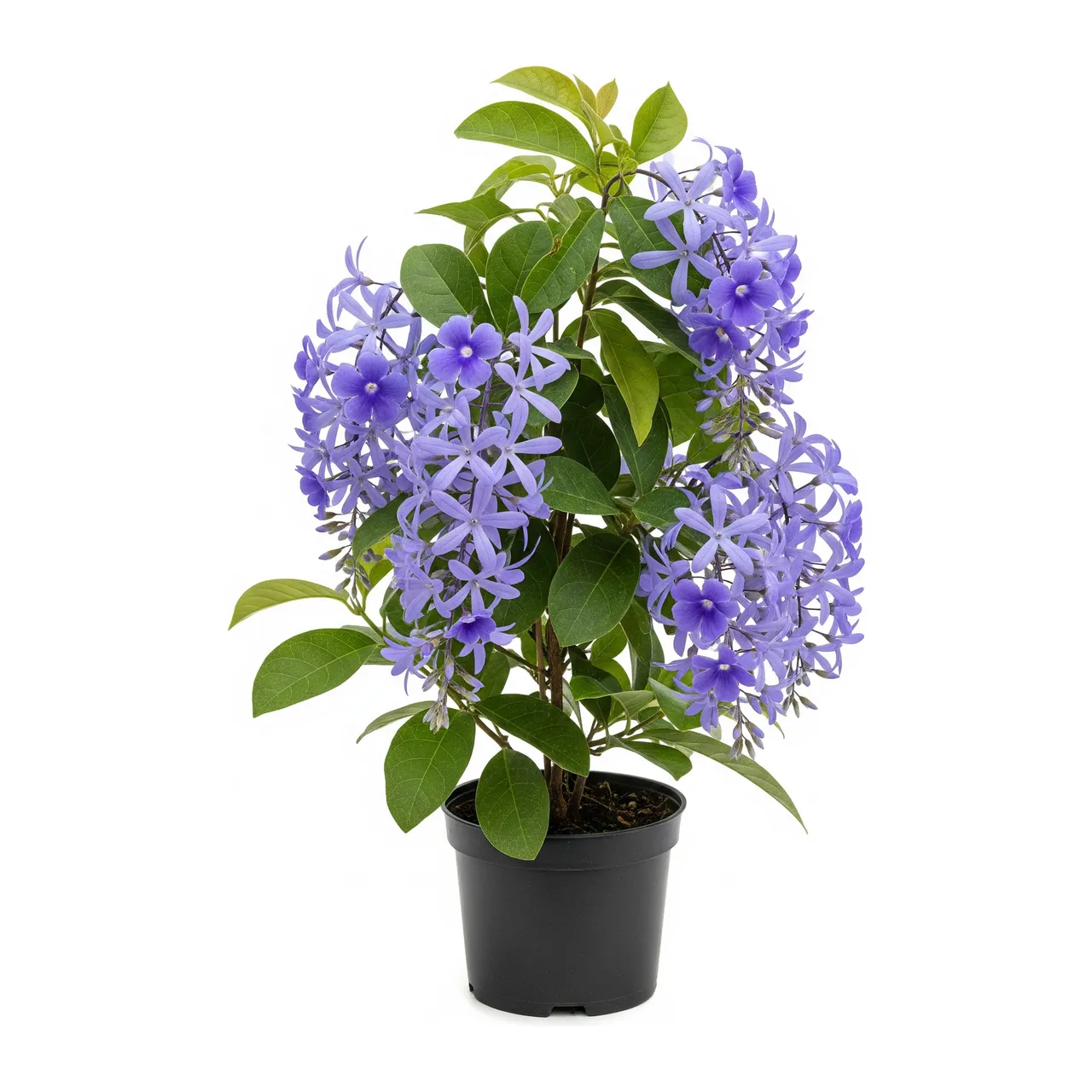 Muda de Flor de São Miguel em saco de viveiro, fundo branco
