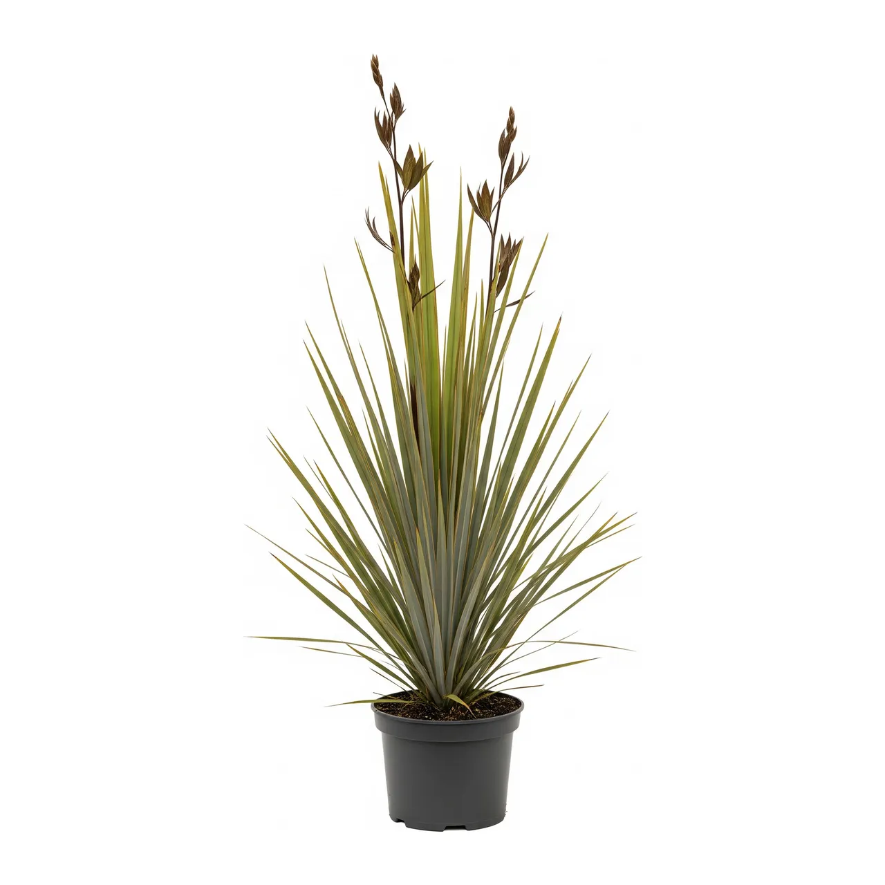 Muda de Fórmio (Phormium tenax)