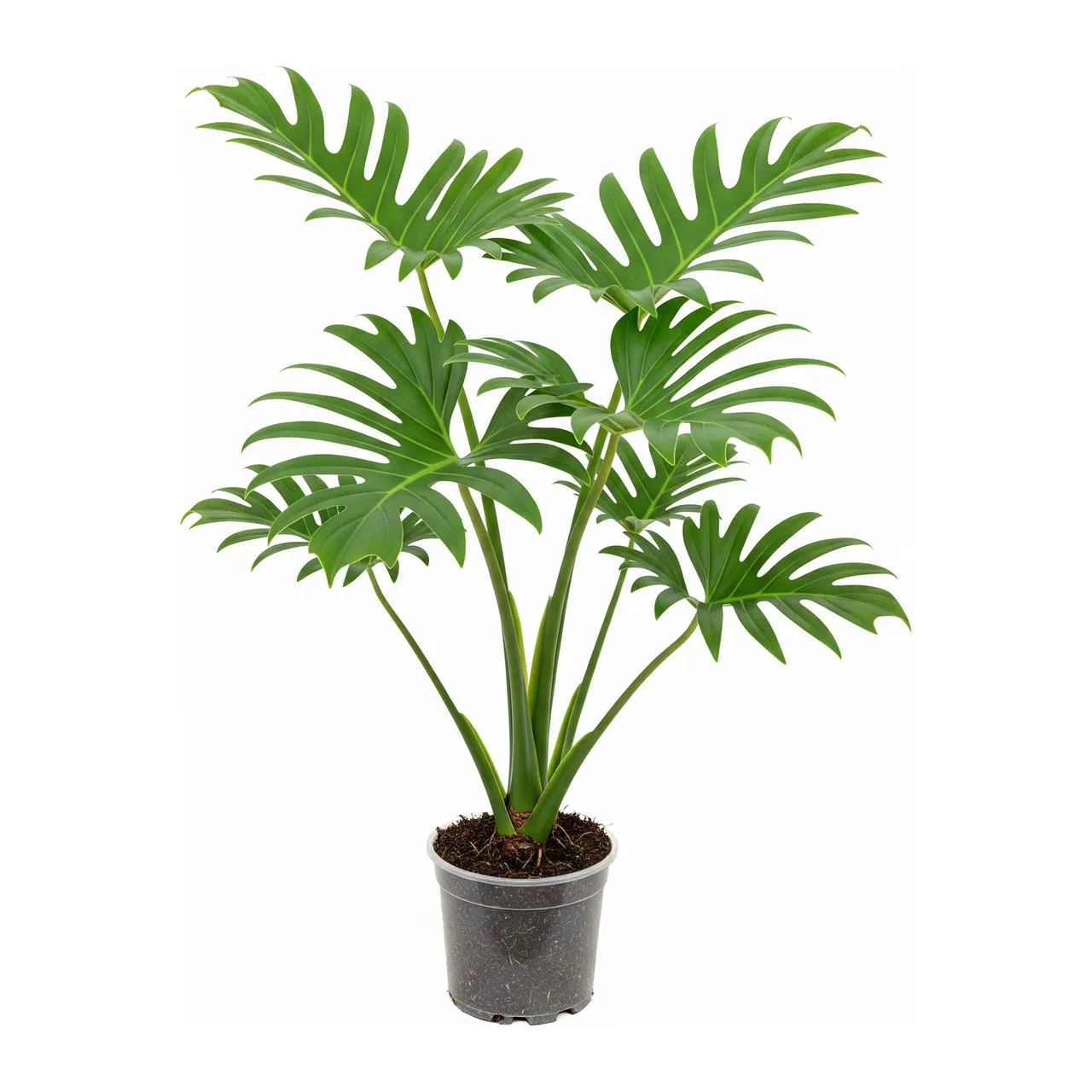 Muda de Guaimbê (Philodendron bipinnatifidum)
