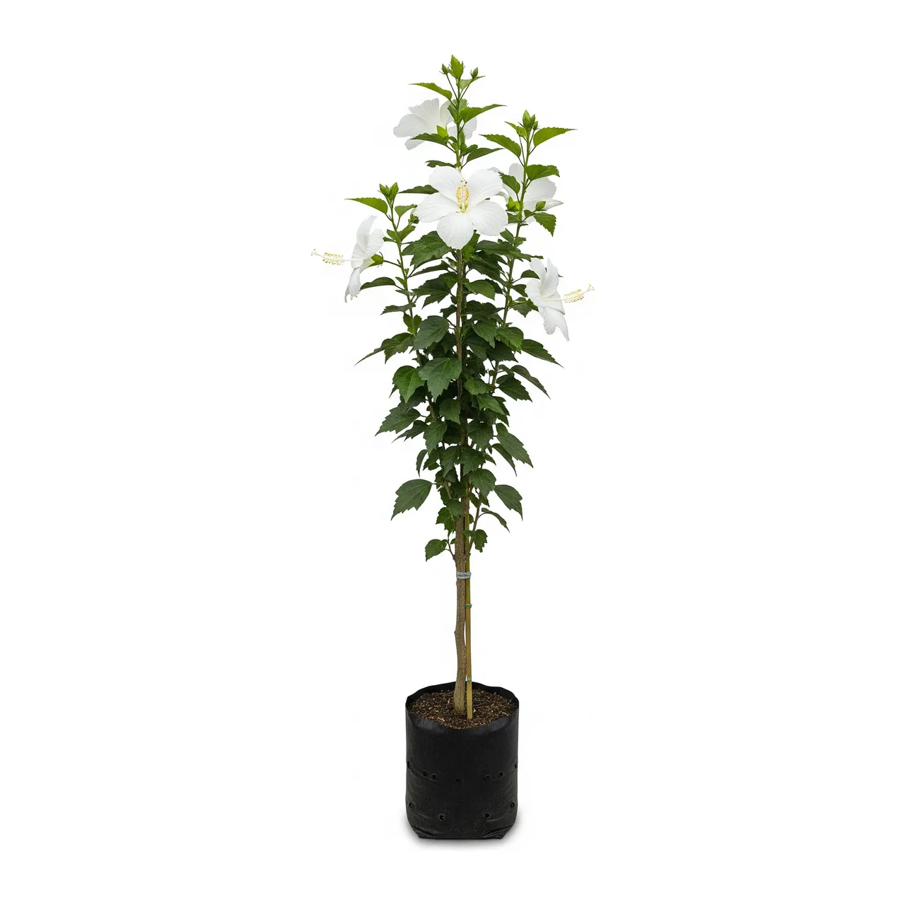 Muda de Hibisco Branco em saco de viveiro, fundo branco